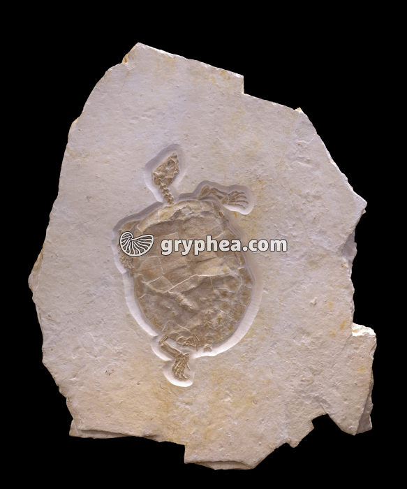 Tortue fossile (vue d'ensemble) - gryphea.org